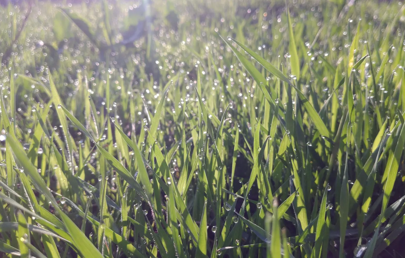 Фото обои трава, капли, роса, блики, утро, апрель, весна 2018, meduzanol ©
