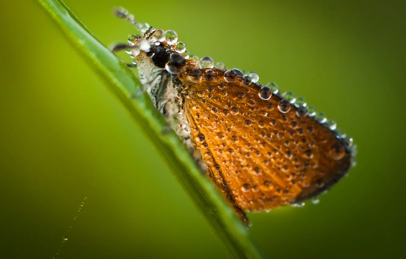 Фото обои капли, макро, бабочка, крылья, насекомое