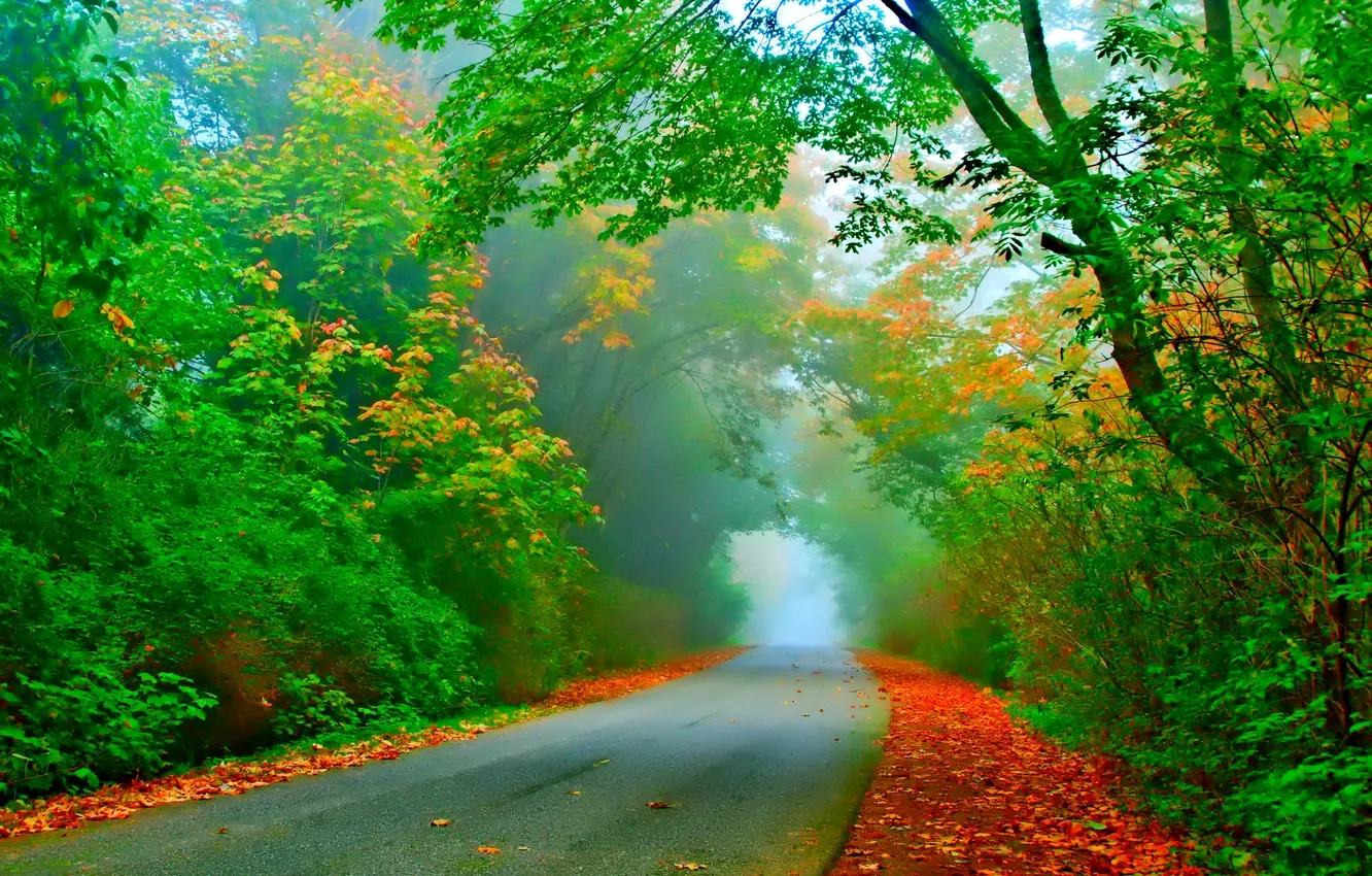 Фото обои дорога, осень, листья, деревья, туман, тоннель
