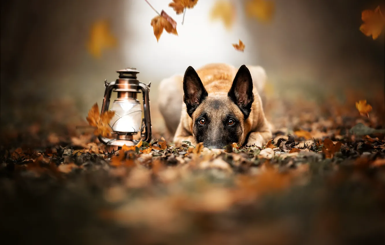 Фото обои осень, взгляд, морда, листья, собака, фонарь, Малинуа, Бельгийская овчарка