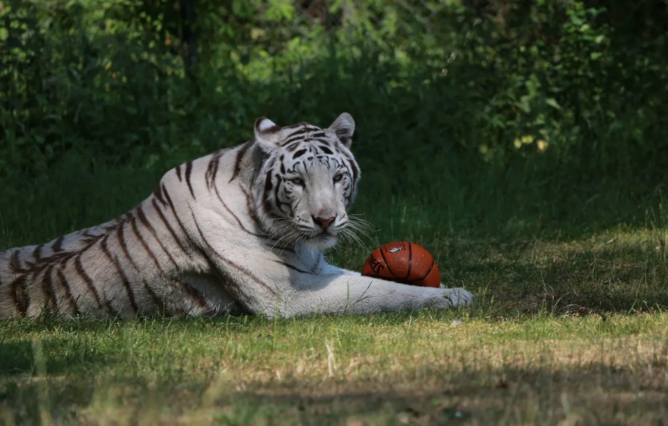 Фото обои Взгляд, Парк, Белый Тигр, Мячик