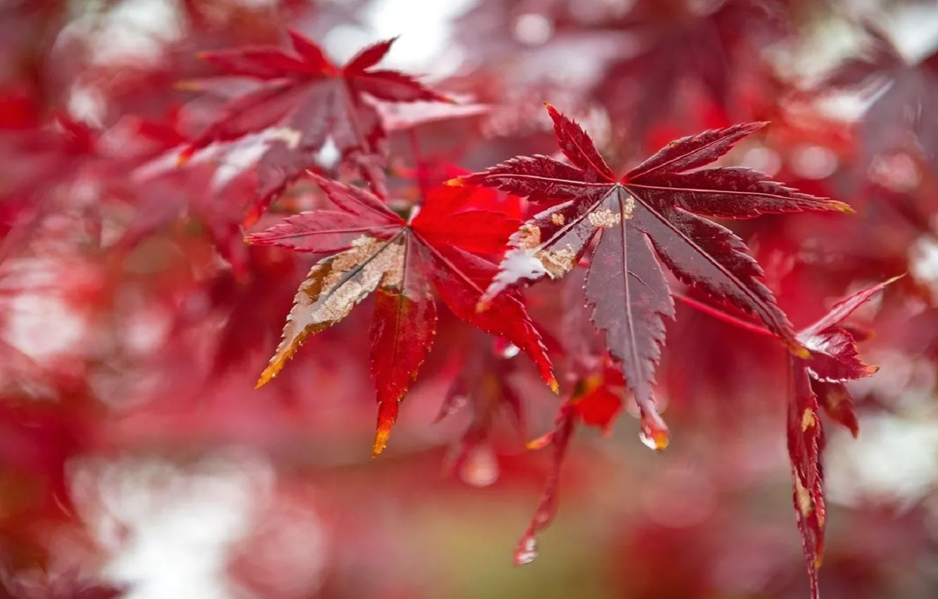Фото обои листья, капли, дождь