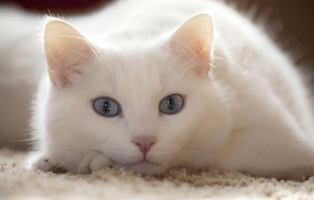 Фото обои белый, кот, взгляд, лежит, смотрит