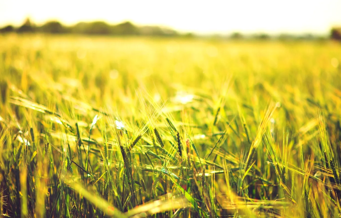 Фото обои пшеница, поле, солнце, макро, фон, widescreen, обои, рожь