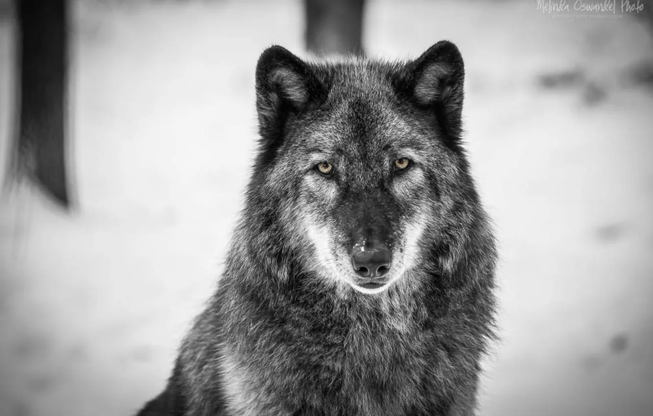 Фото обои nature, predator, animal, wolf, wildlife, portrait., Canis lupus. face • wolf • portrait • predator