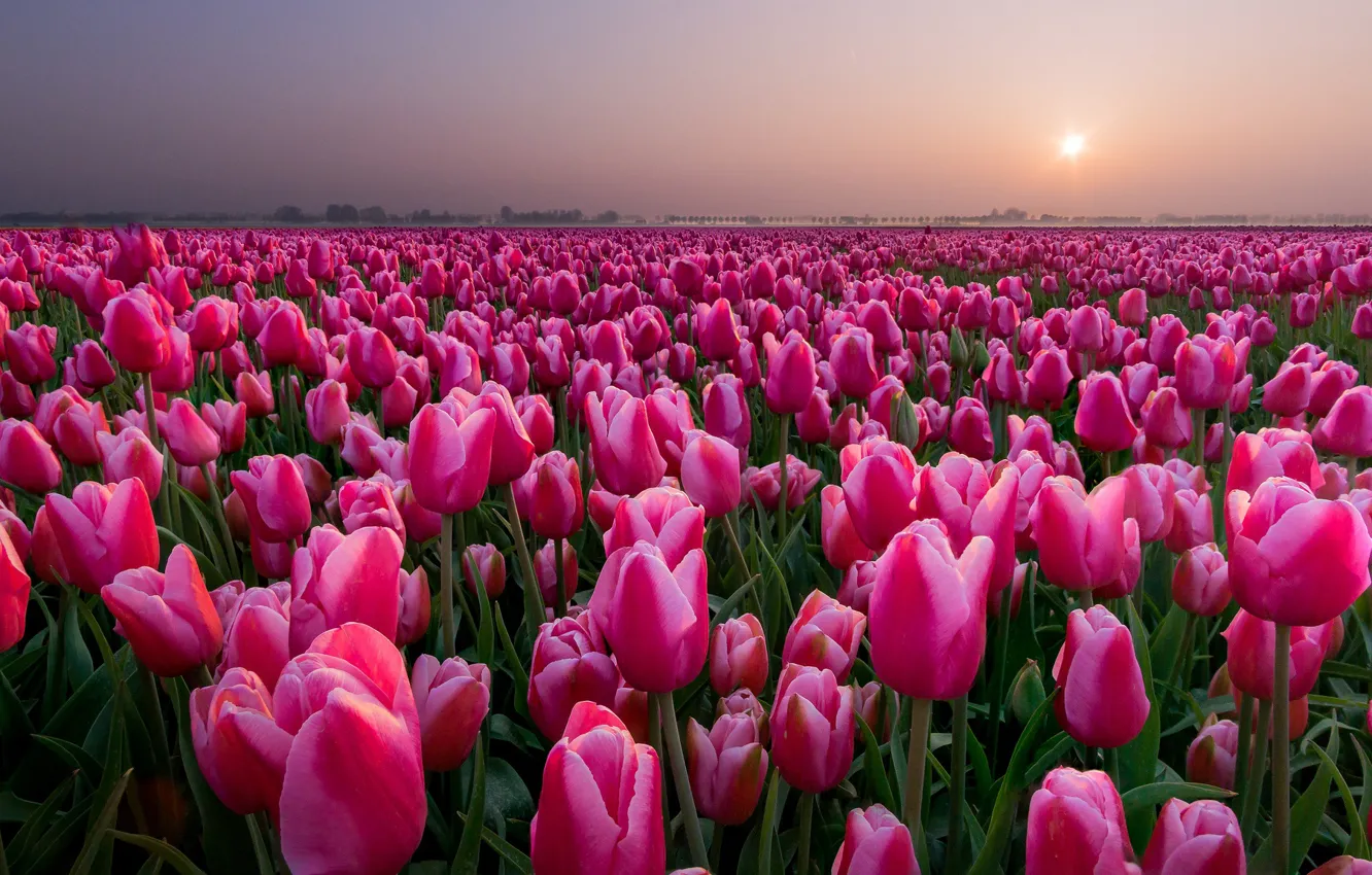 Фото обои поле, закат, тюльпаны, Нидерланды, бутоны, много