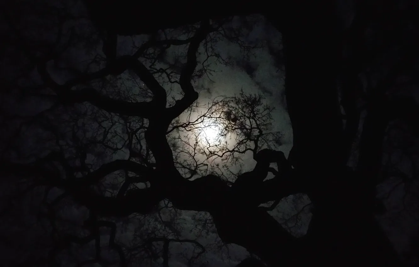 Фото обои ночь, ветки, дерево, луна, тёмный фон