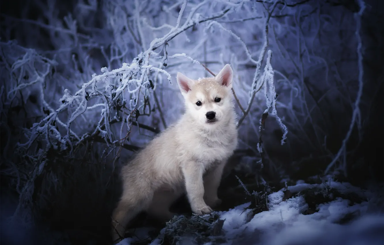 Фото обои зима, природа, Nordic Wolfdogs