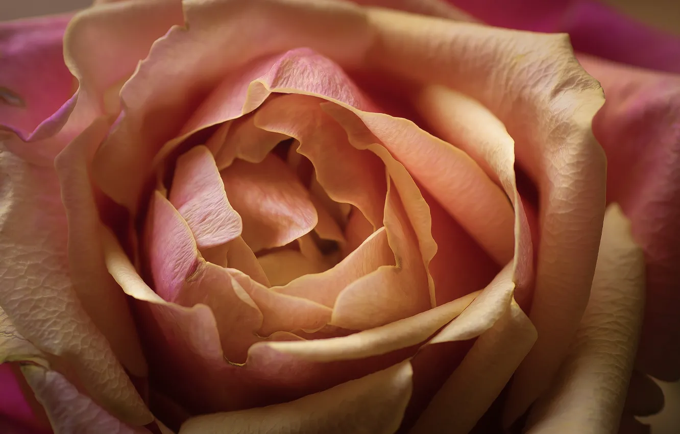 Фото обои макро, роза, лепестки, бутон