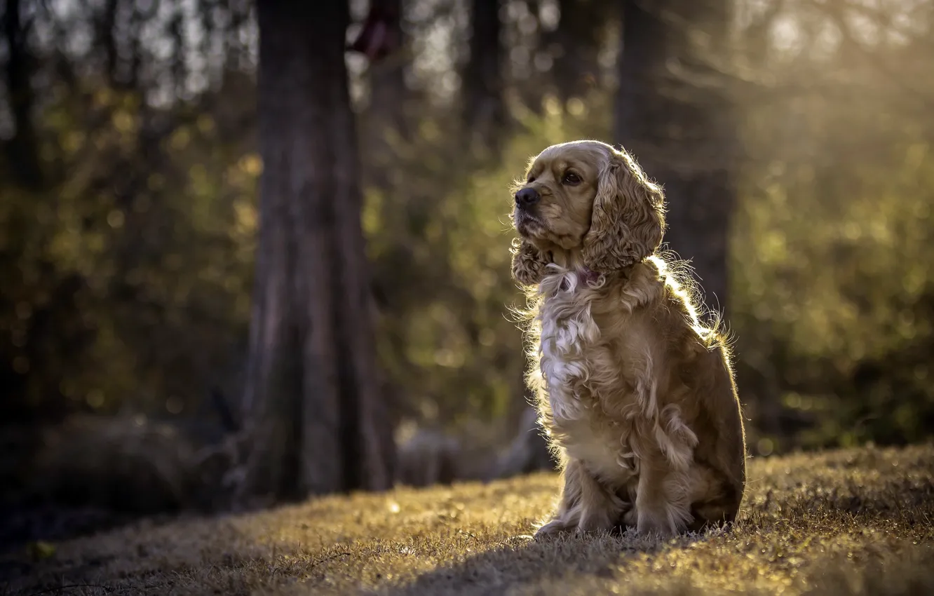 Фото обои взгляд, друг, собака