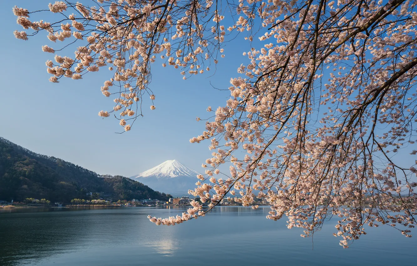 Фото обои озеро, весна, Япония, сакура, гора Фудзи