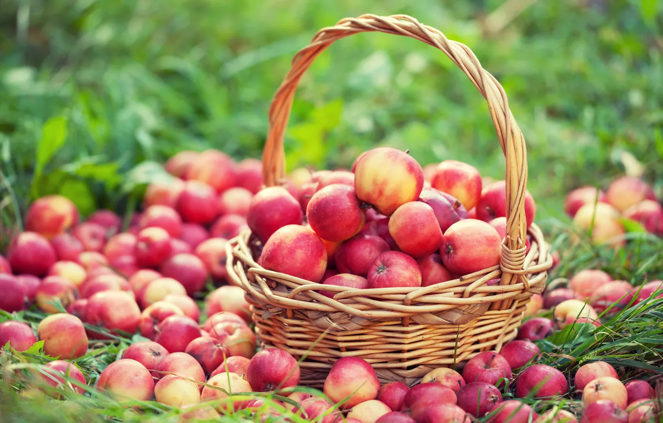 Фото обои лето, корзина, яблоки, Wicker, Many, Apples