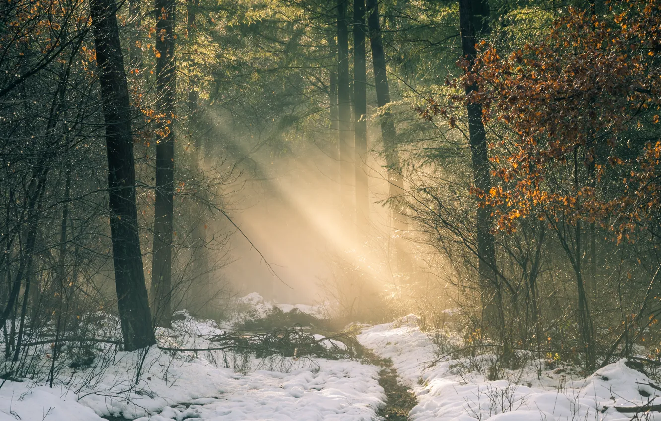 Фото обои зима, дорога, лес, свет, снег, деревья, Нидерланды, солнечные лучи
