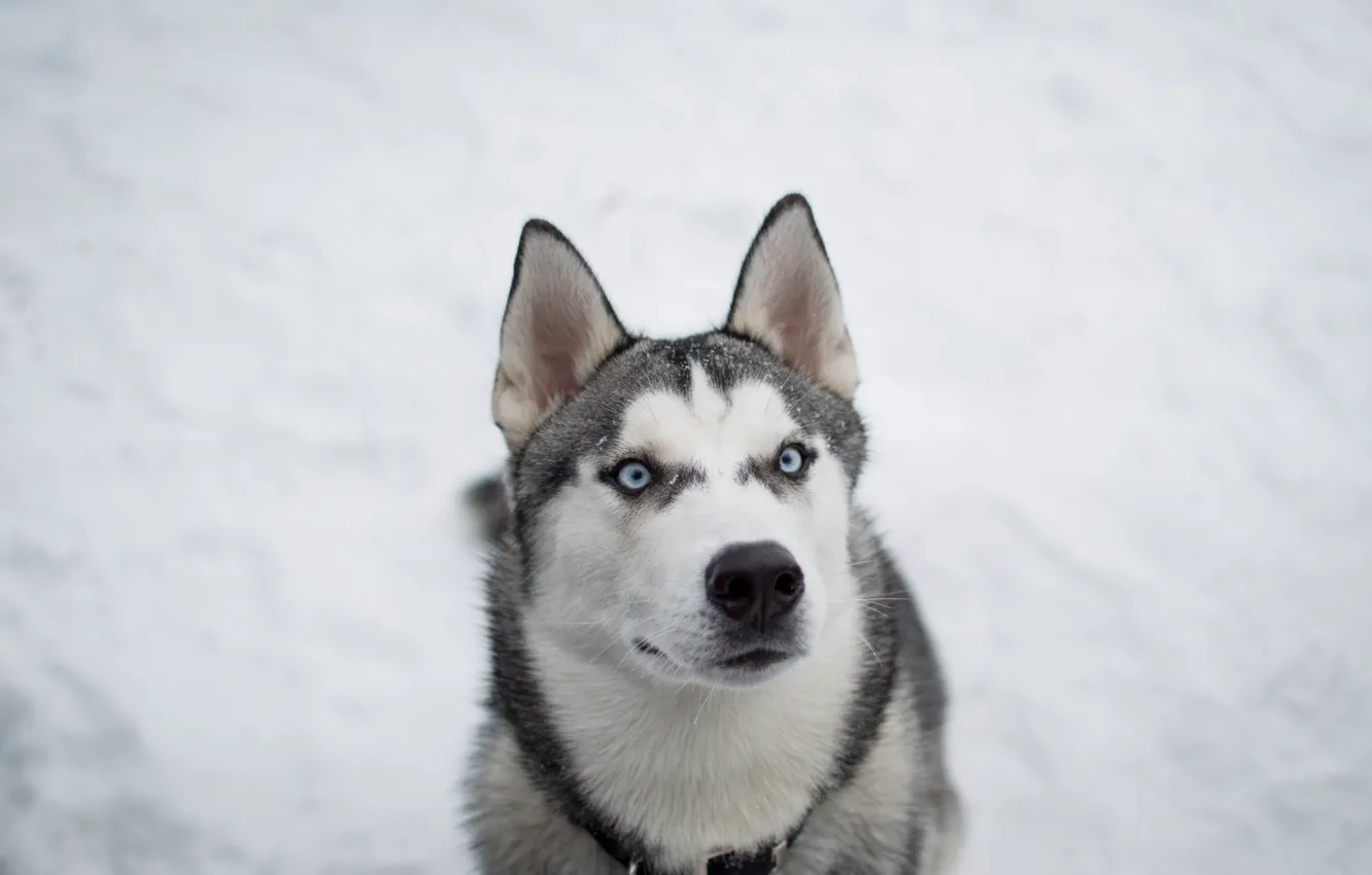 Фото обои зима, снег, собака, хаска