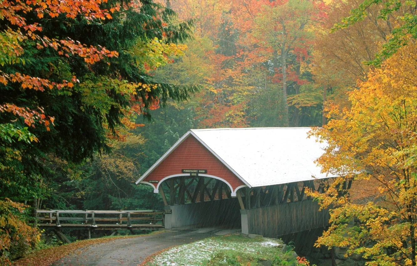 Фото обои осень, лес, мост, дождь