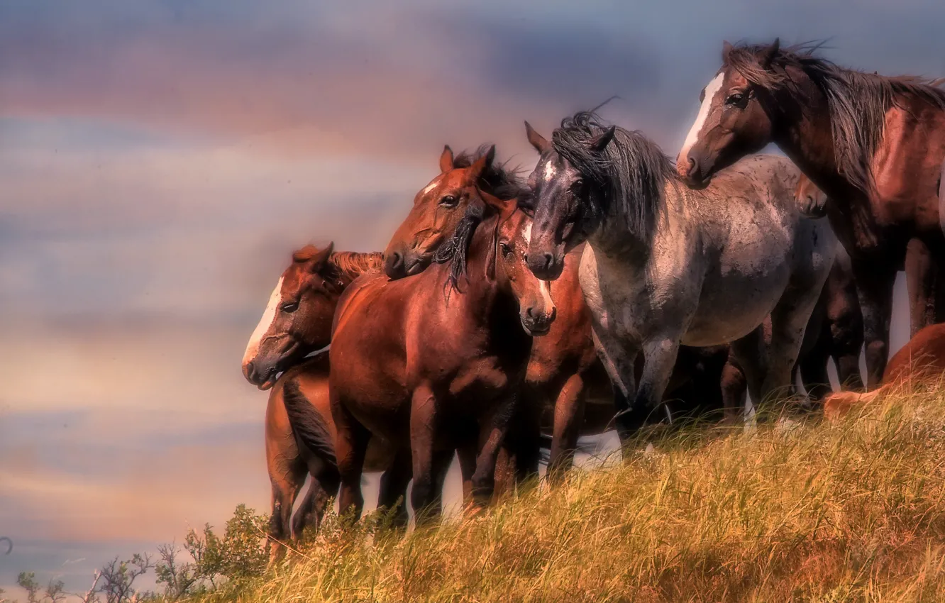Фото обои кони, лошади, табун