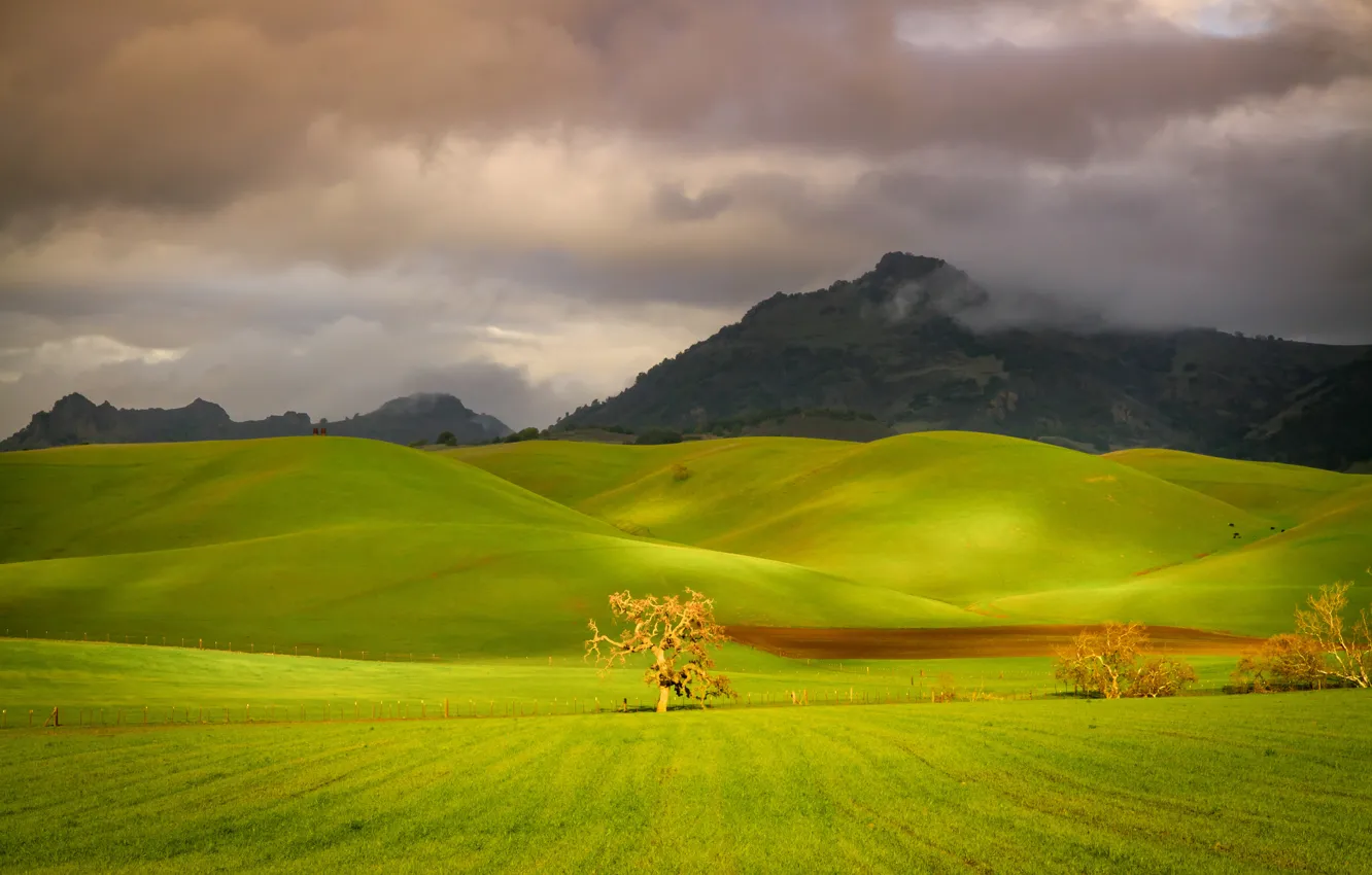 Фото обои поле, небо, трава, деревья, горы, тучи, холмы