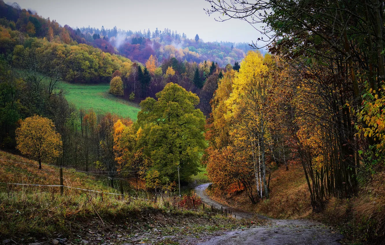 Фото обои дорога, осень, лес, деревья, ветки, туман, холмы, спуск