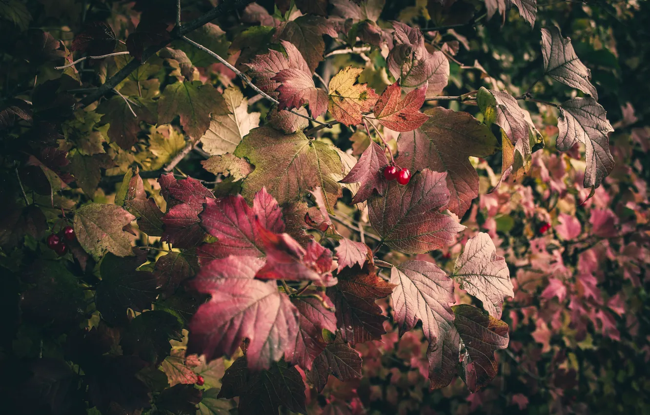 Фото обои осень, листья, октябрь