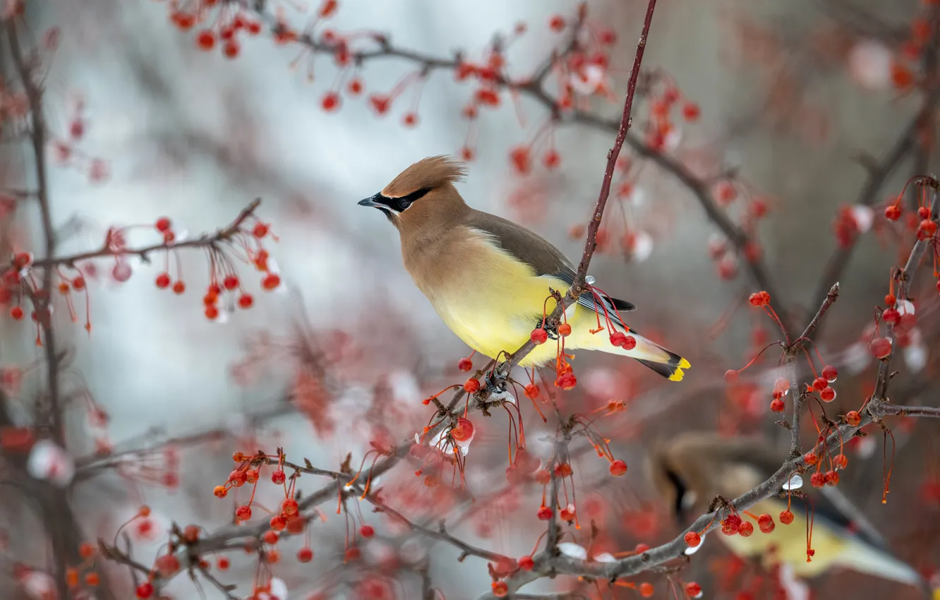 Фото обои зима, снег, птицы, ветки, ягоды, фон, дерево, птица