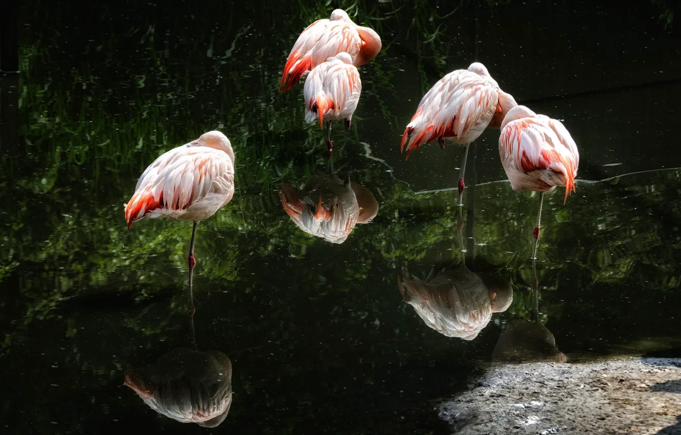 Фото обои вода, птицы, отражение, стая, фламинго, водоем