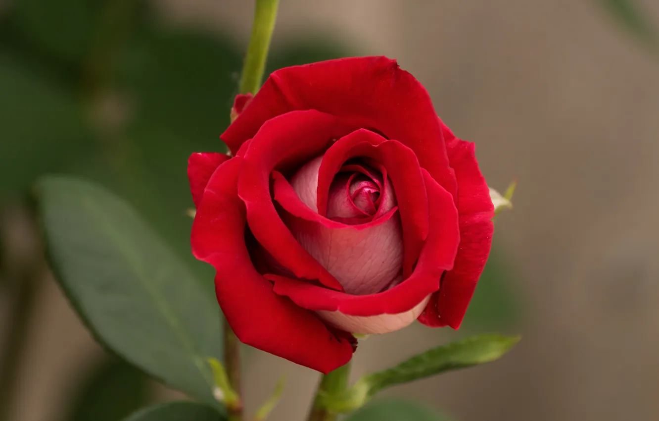 Фото обои роза, красная, цветение, боке
