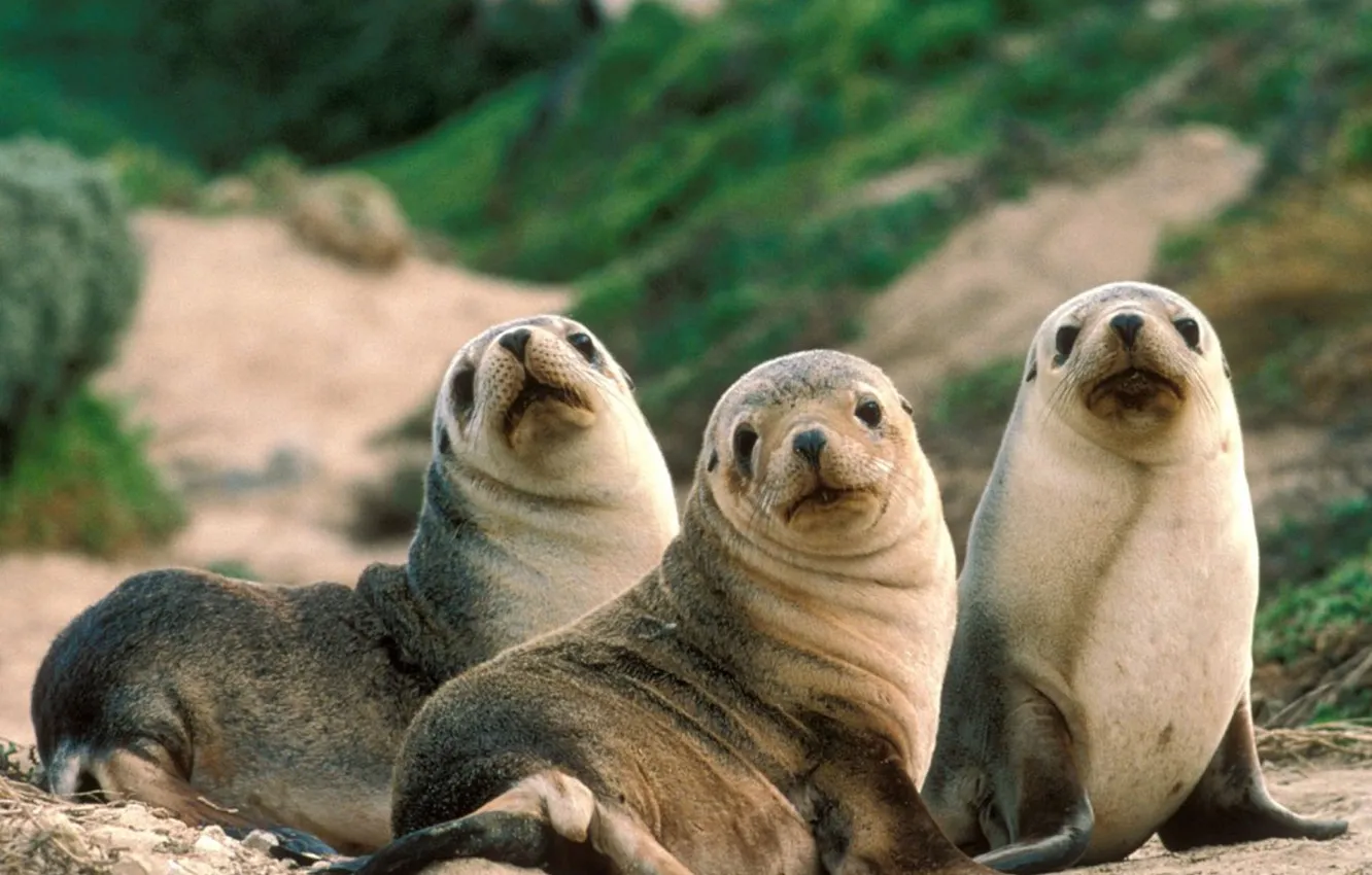 Фото обои water, animal, seals