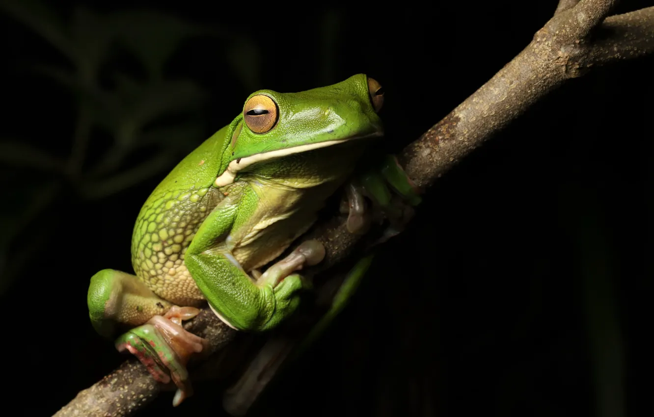 Фото обои природа, лягушка, White-lipped Tree frog
