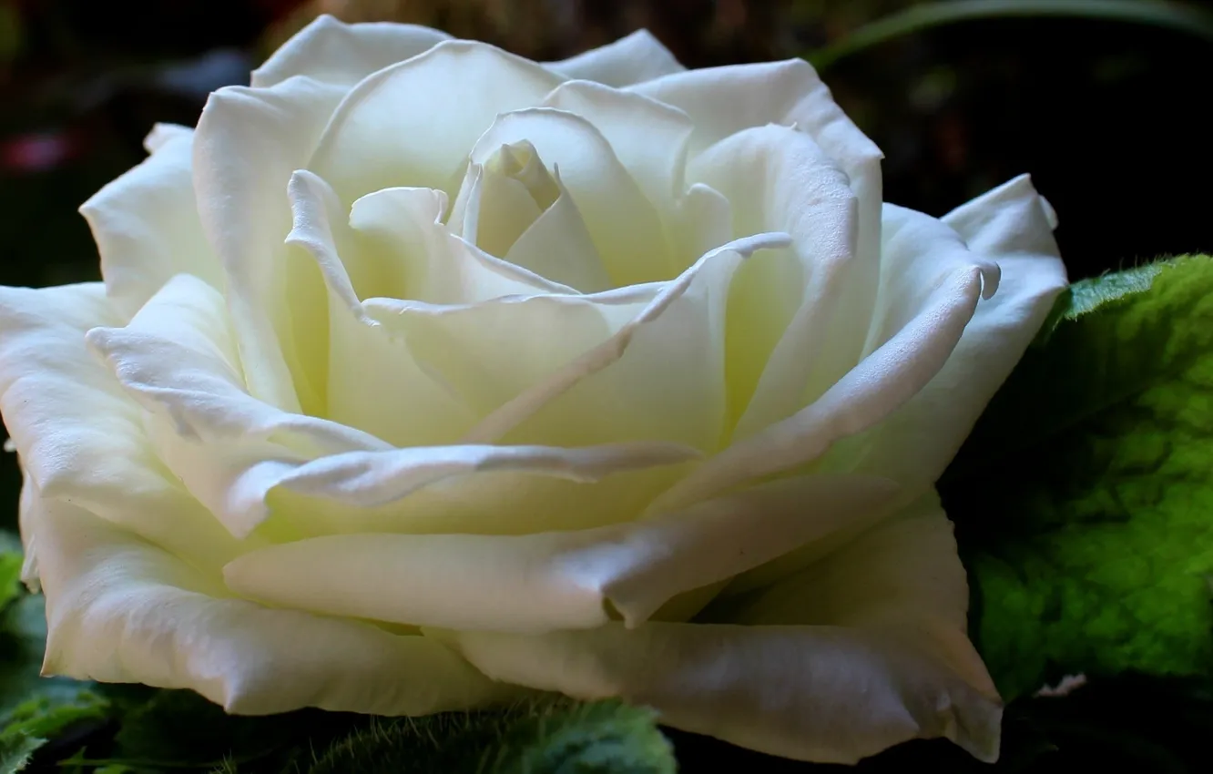 Фото обои цветок, листья, природа, лепестки, вблизи, белая роза