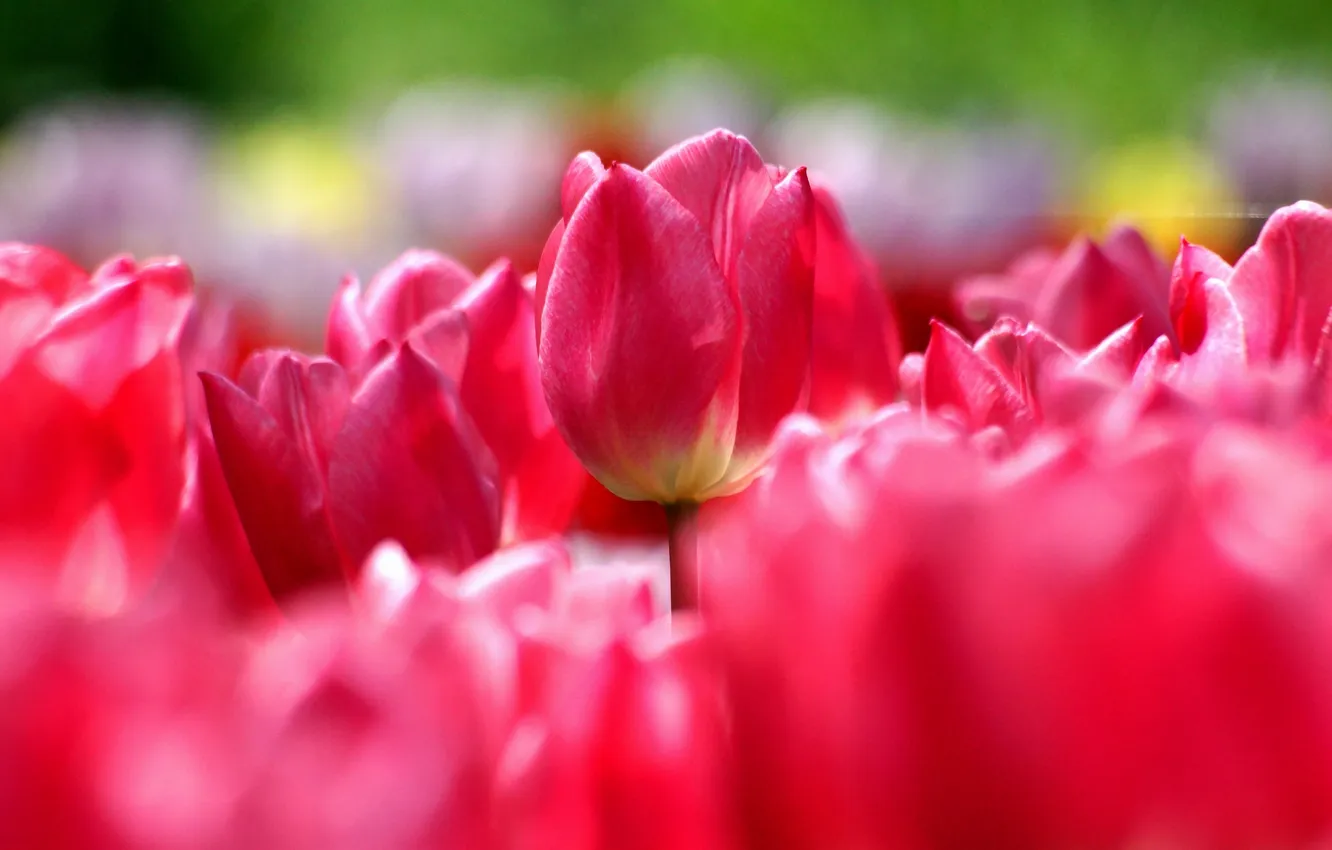 Фото обои весна, тюльпаны, розовые, много, паутинка