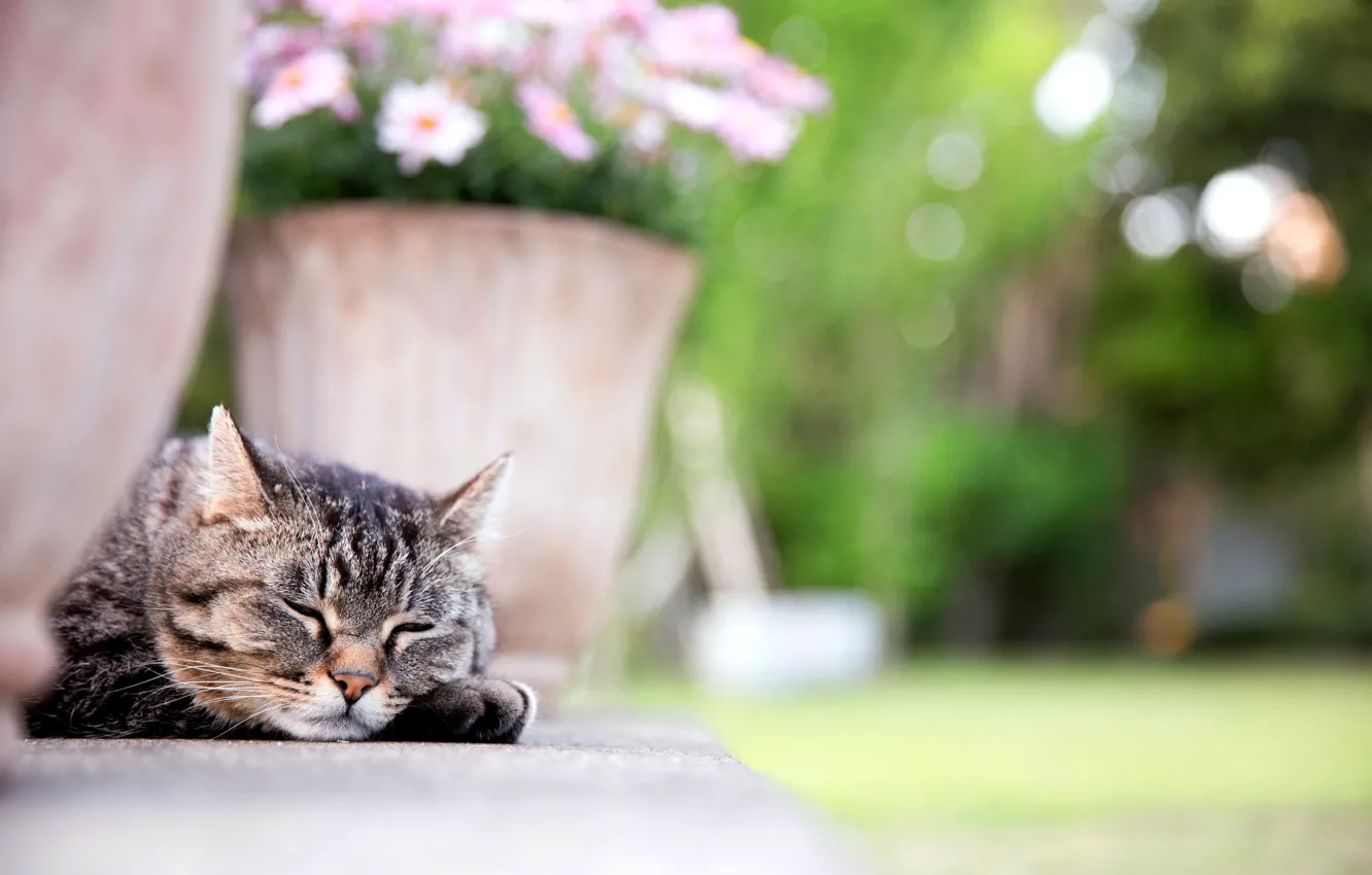 Фото обои кошка, кот, морда, цветы, лапа, спит, вазон