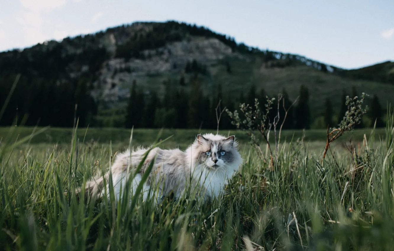 Фото обои трава, кот, взгляд, природа, пушистый, мордочка, голубые глаза