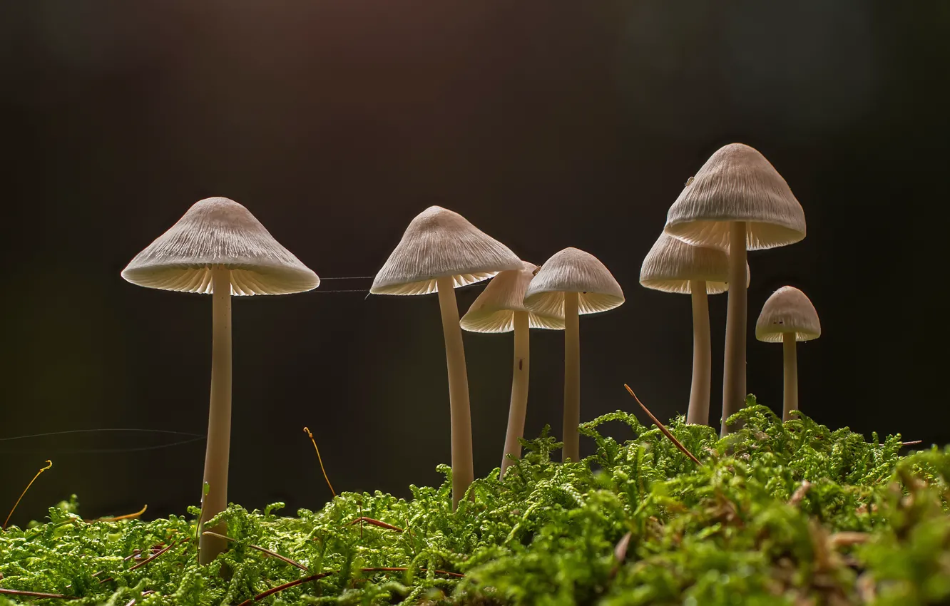 Фото обои лес, грибы, мох, малютки