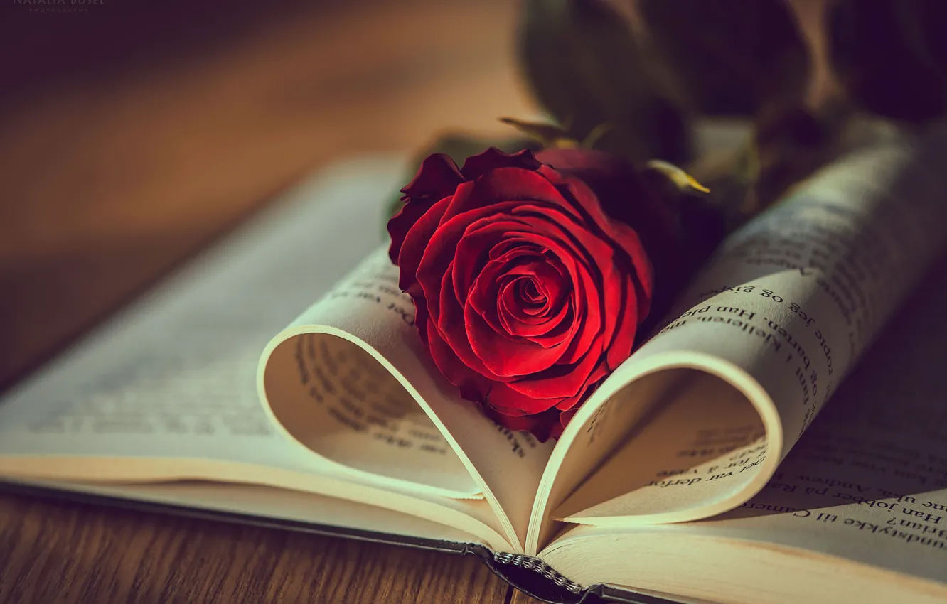 Фото обои свет, роза, книга, боке, Natasha Busel