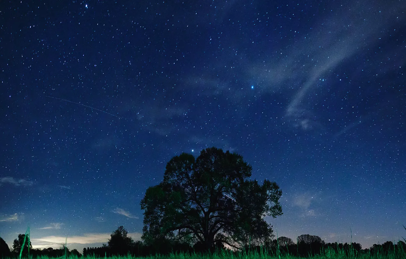 Фото обои небо, дерево, звёзды, Ночь, sky, night, stars, tree