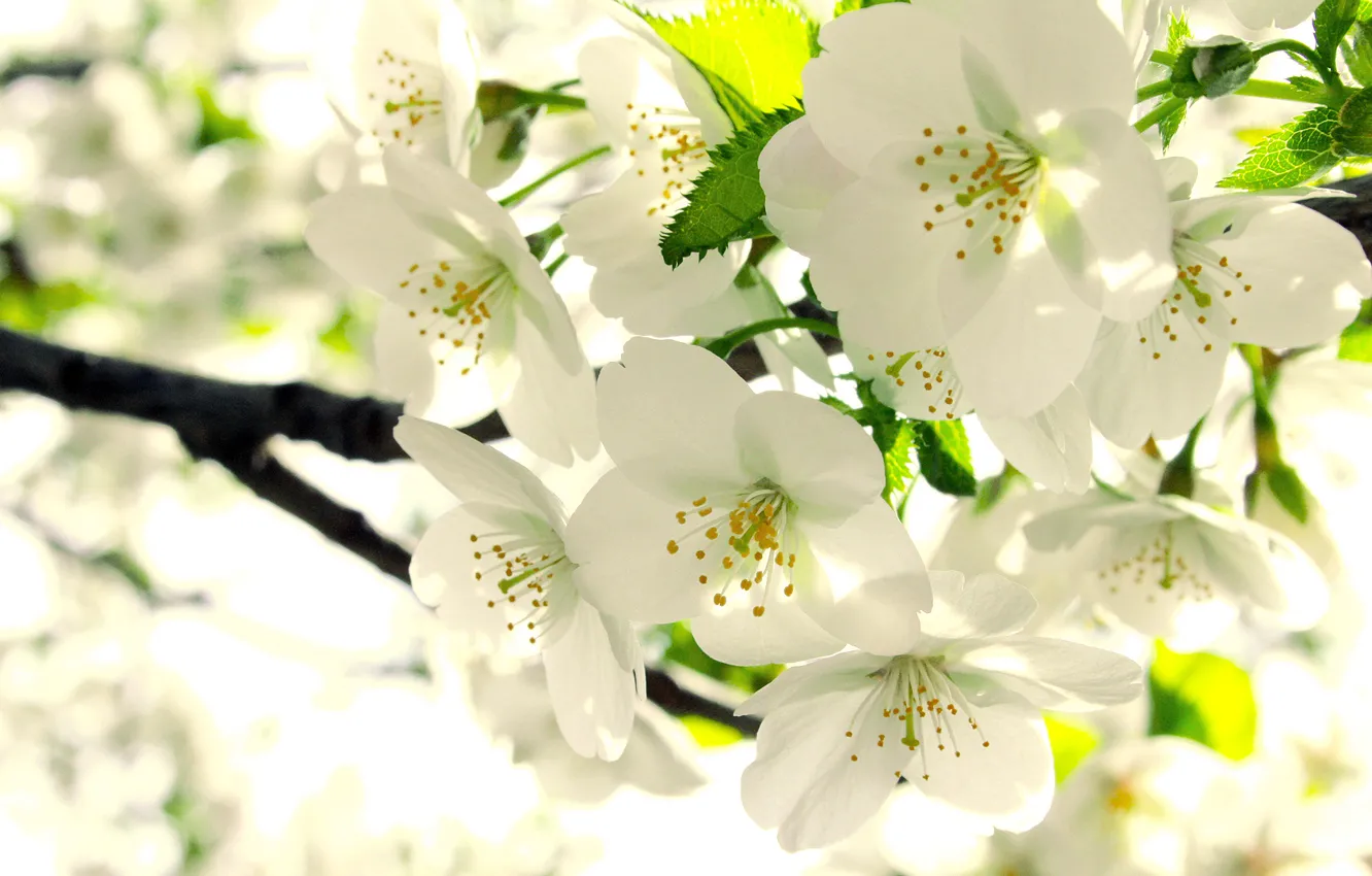 Фото обои листья, ветка, весна, белые, яблоня, бутоны, цветение