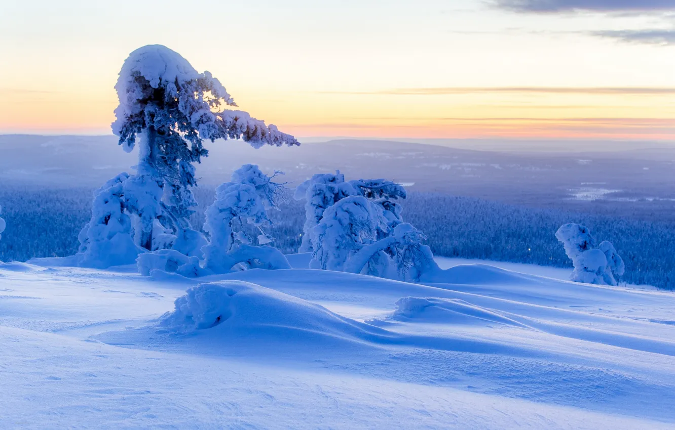 Фото обои зима, снег, деревья, панорама, сугробы, Финляндия, Finland, Lapland