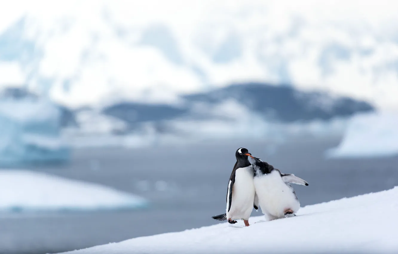 Фото обои зима, снег, горы, птицы, поза, берег, лёд, пингвины