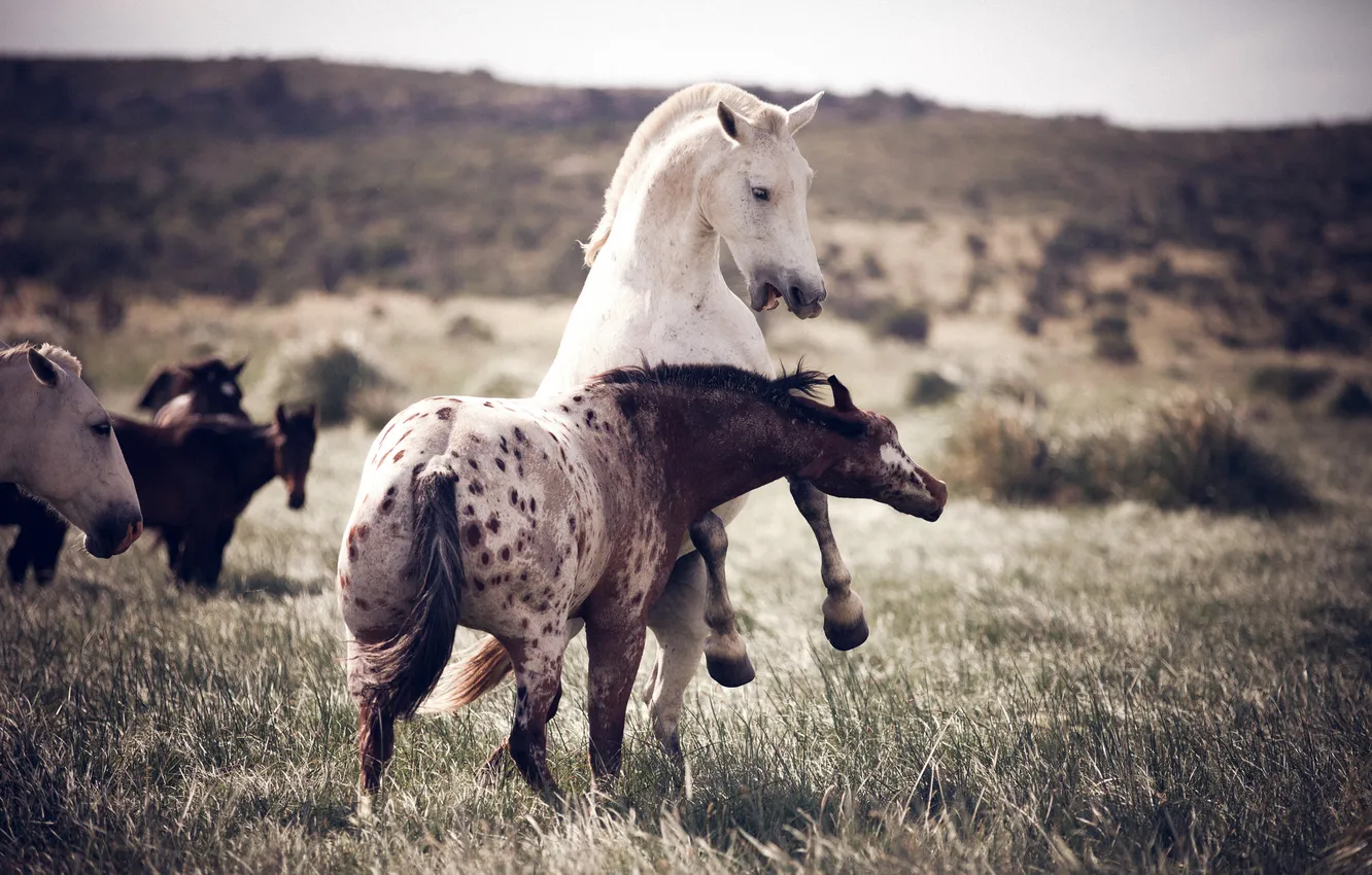 Фото обои природа, игра, кони, лошади, драка, пара