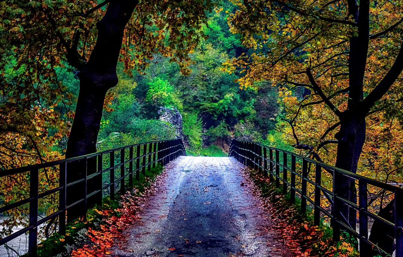 Фото обои деревья, мост, природа, осень. листья