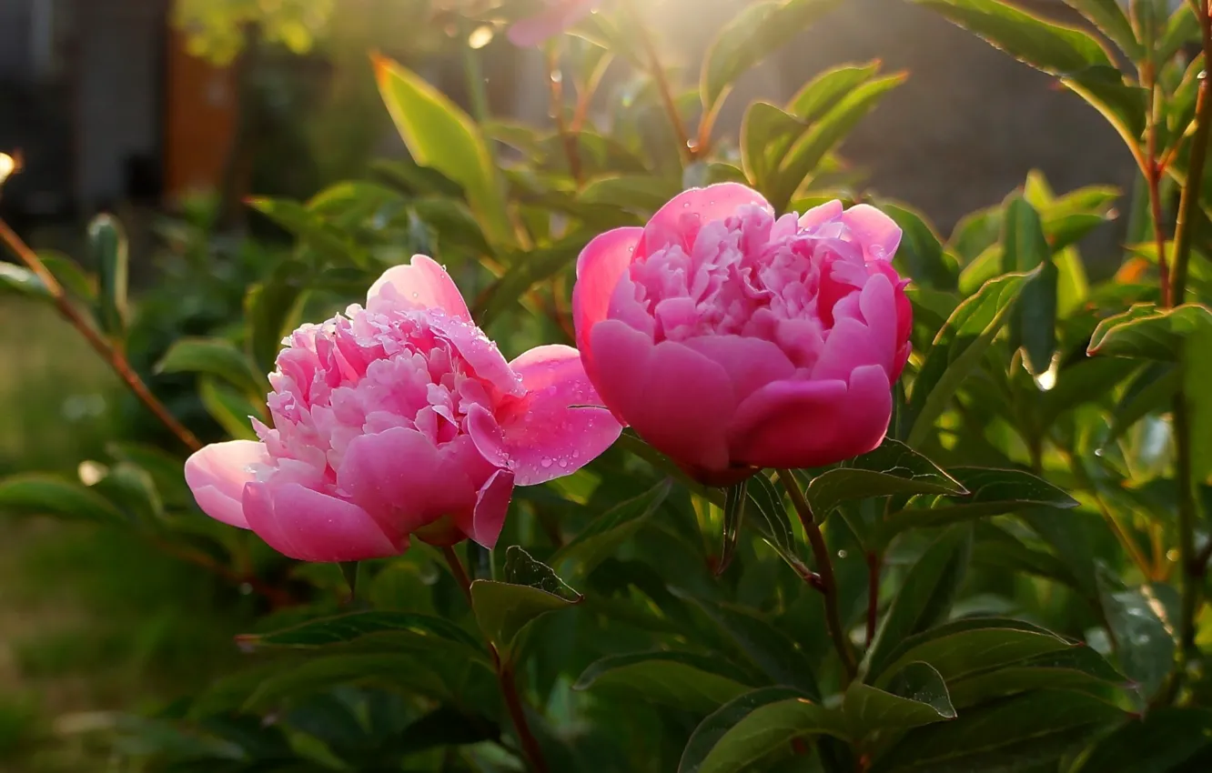 Фото обои flower, garden, blooming