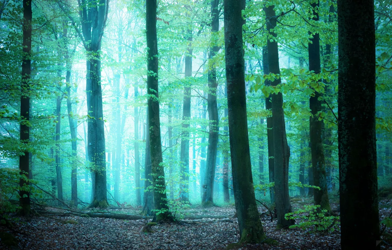 Фото обои зелень, лес, свет, деревья, туман, by Robin de Blanche, Glimpse