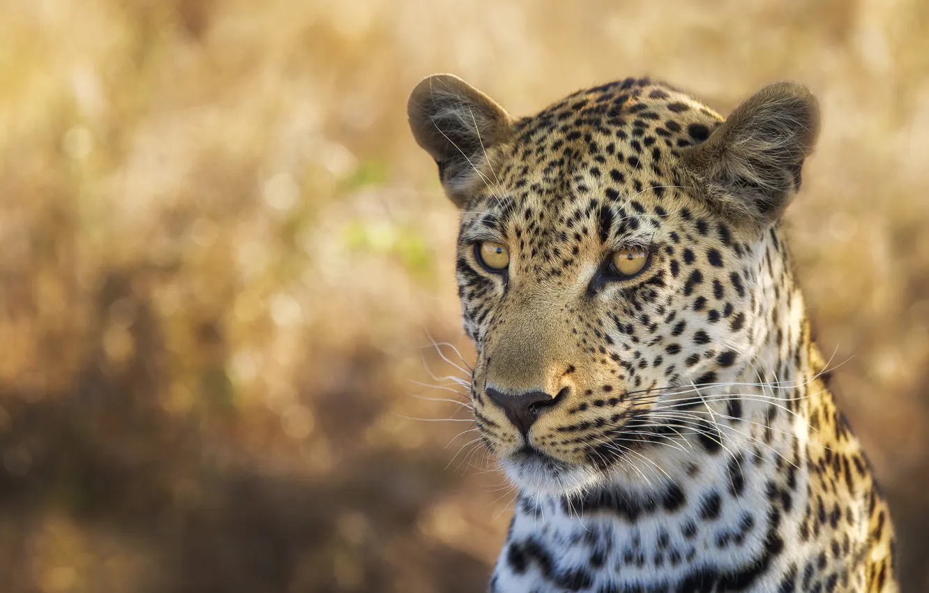 Фото обои взгляд, морда, портрет, леопард