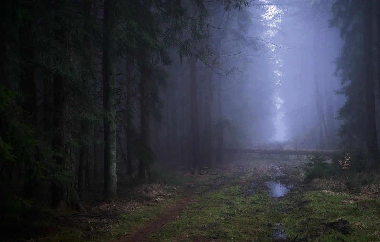 Фото обои дорога, лес, деревья, природа, туман, лужа