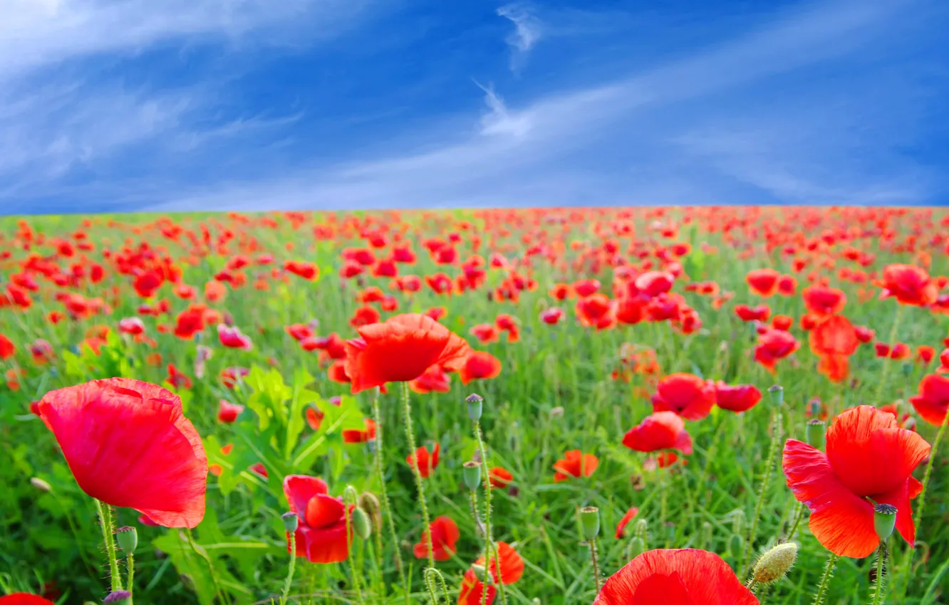 Фото обои поле, лето, небо, цветы, маки, красные