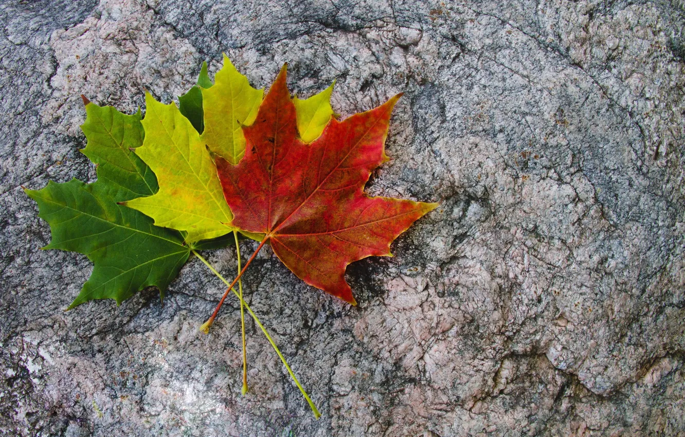Фото обои листья, желтый, красный, зеленый, три, разноцветные, кленовые, осенние