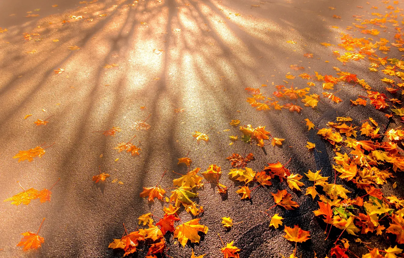 Фото обои дорога, осень, асфальт, листья, свет, настроение, ветви, листва