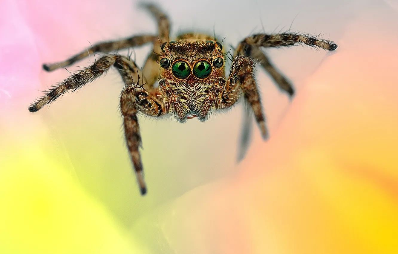 Фото обои глаза, лапки, паук, волосики, прыгун, джампер
