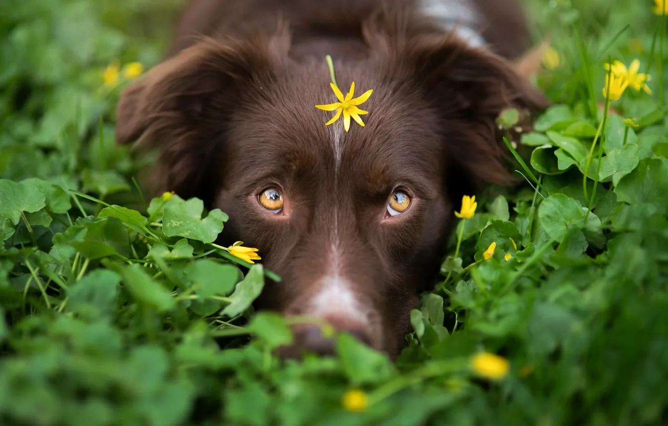 Фото обои взгляд, морда, листва, пес, кусты