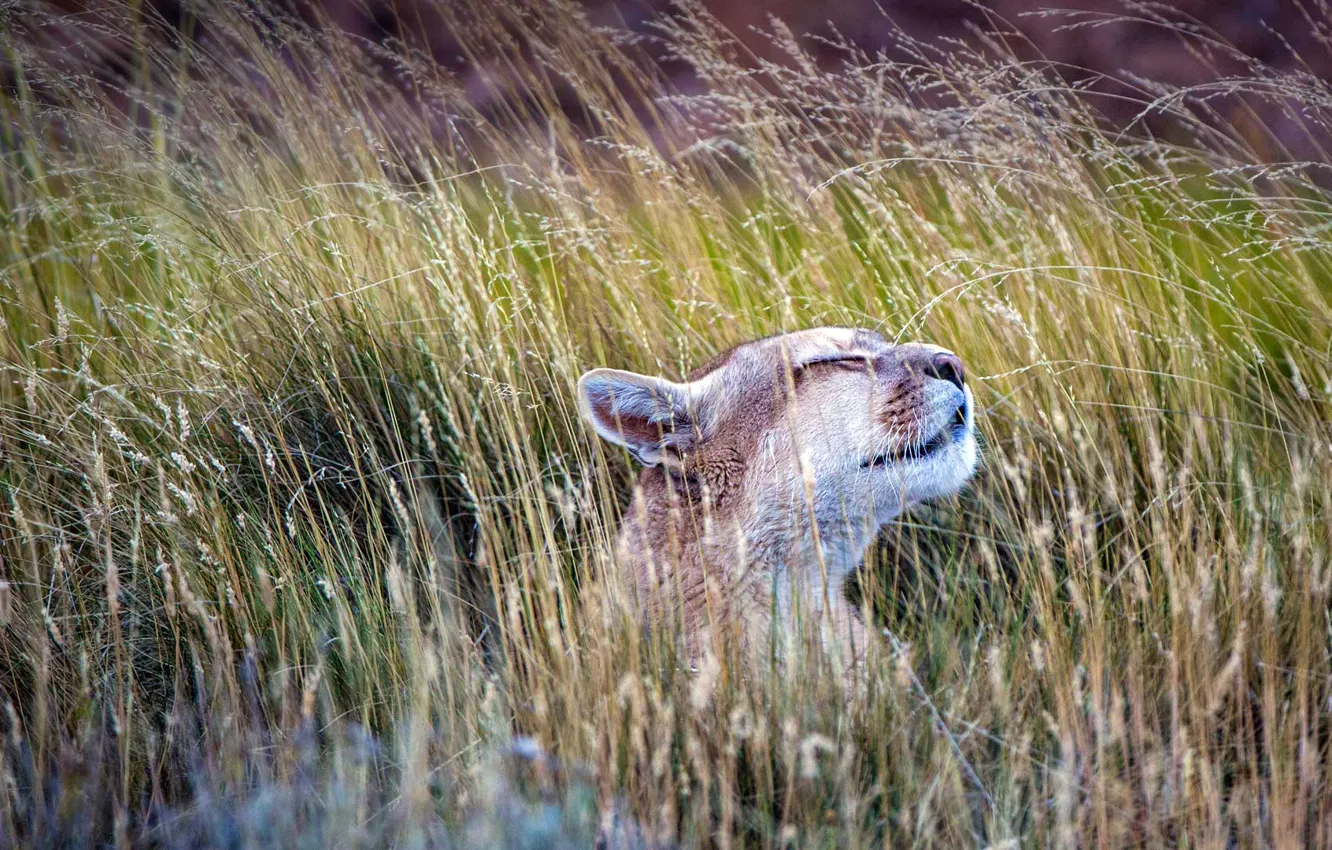 Фото обои кошка, трава, пума, Чили, Национальный парк, Торрес-дель-Пайне